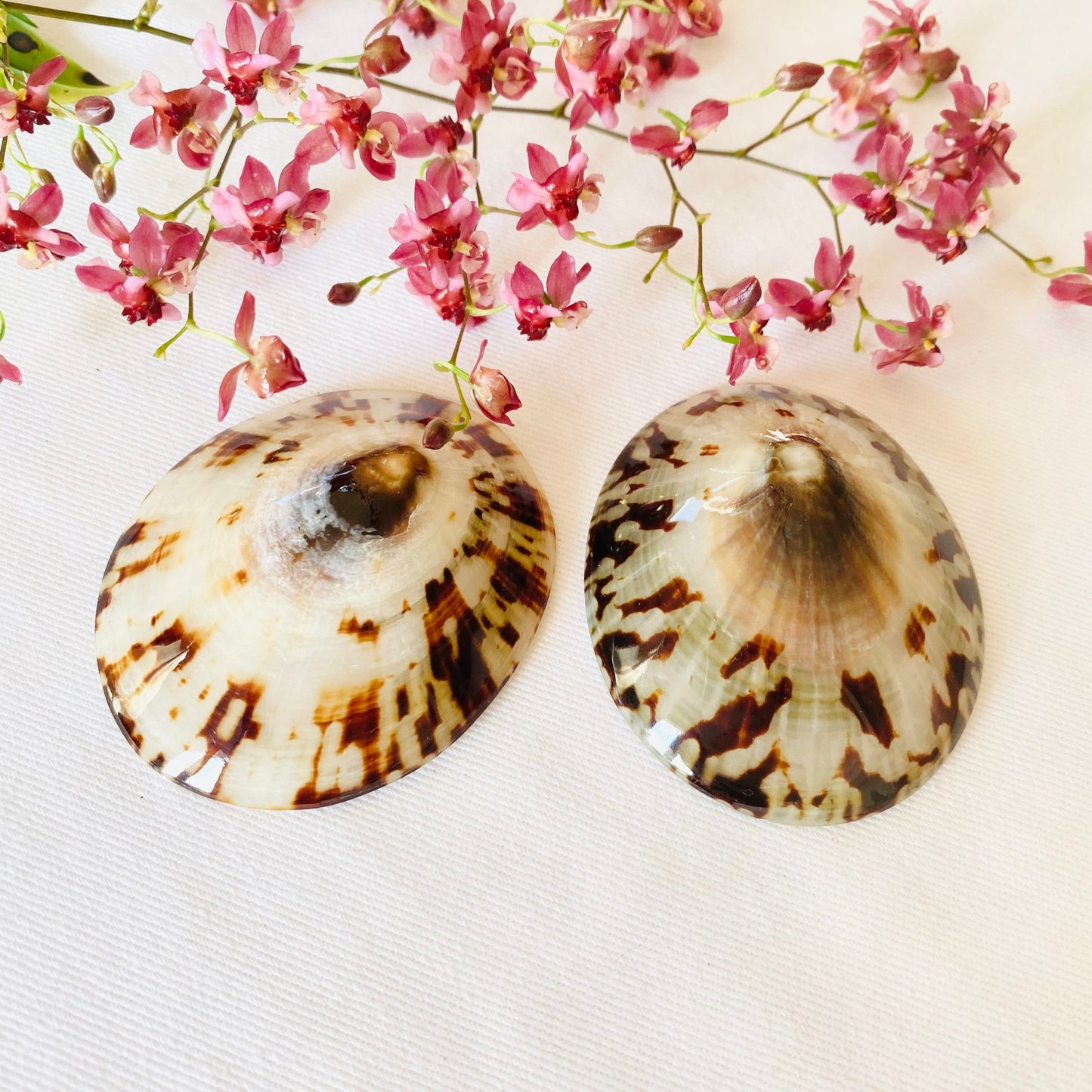 Coquillages d'allaitement